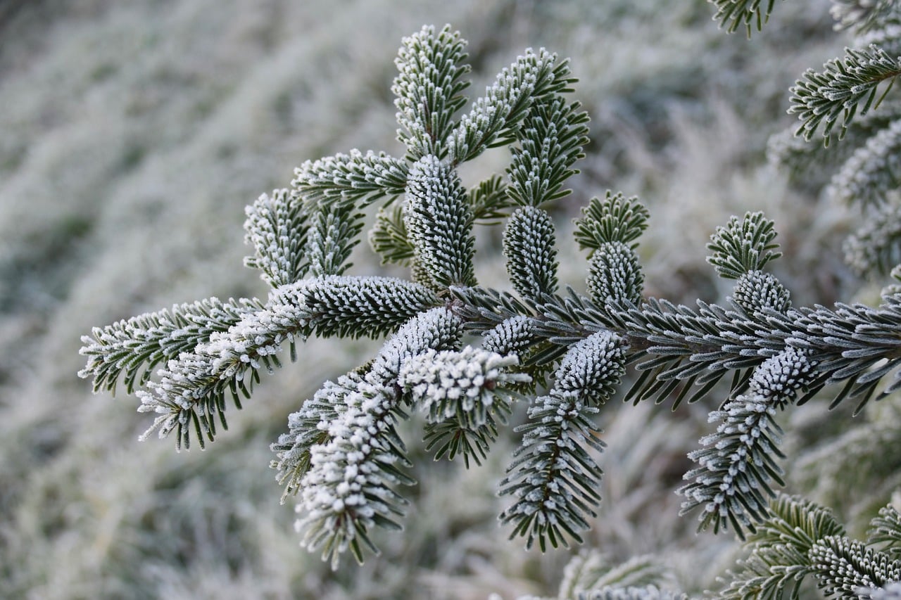 The fir woods inland, in December