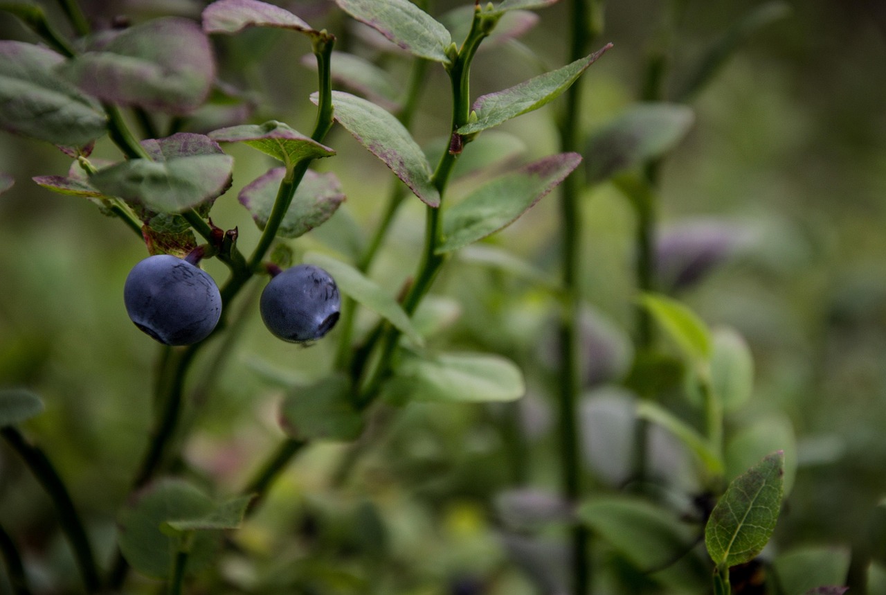 The blueberry barrens Down East, in August